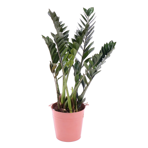 Zamioculcas v plechovom obale