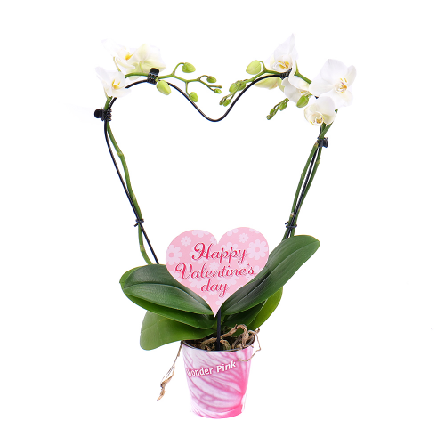 Orchidea biela srdce Happy Valentine´s day