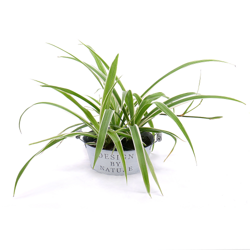 Chlorophytum v plechovom obale