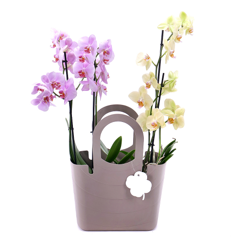 FLOLIVERY Dárková plastová taška orchideje