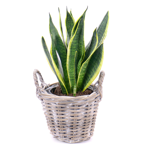 Sansevieria v ratanovom košíku