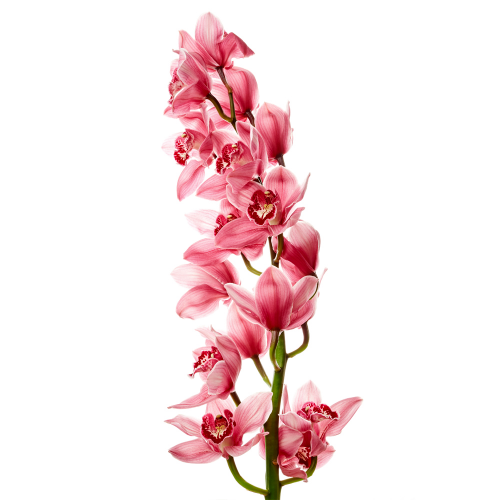 Cymbidium bordové rez