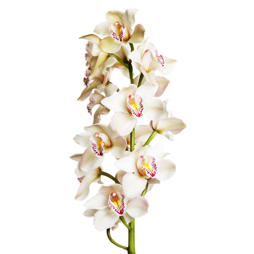 Cymbidium biele rez