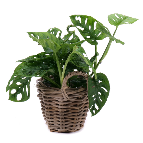 Monstera v ratanovom obale